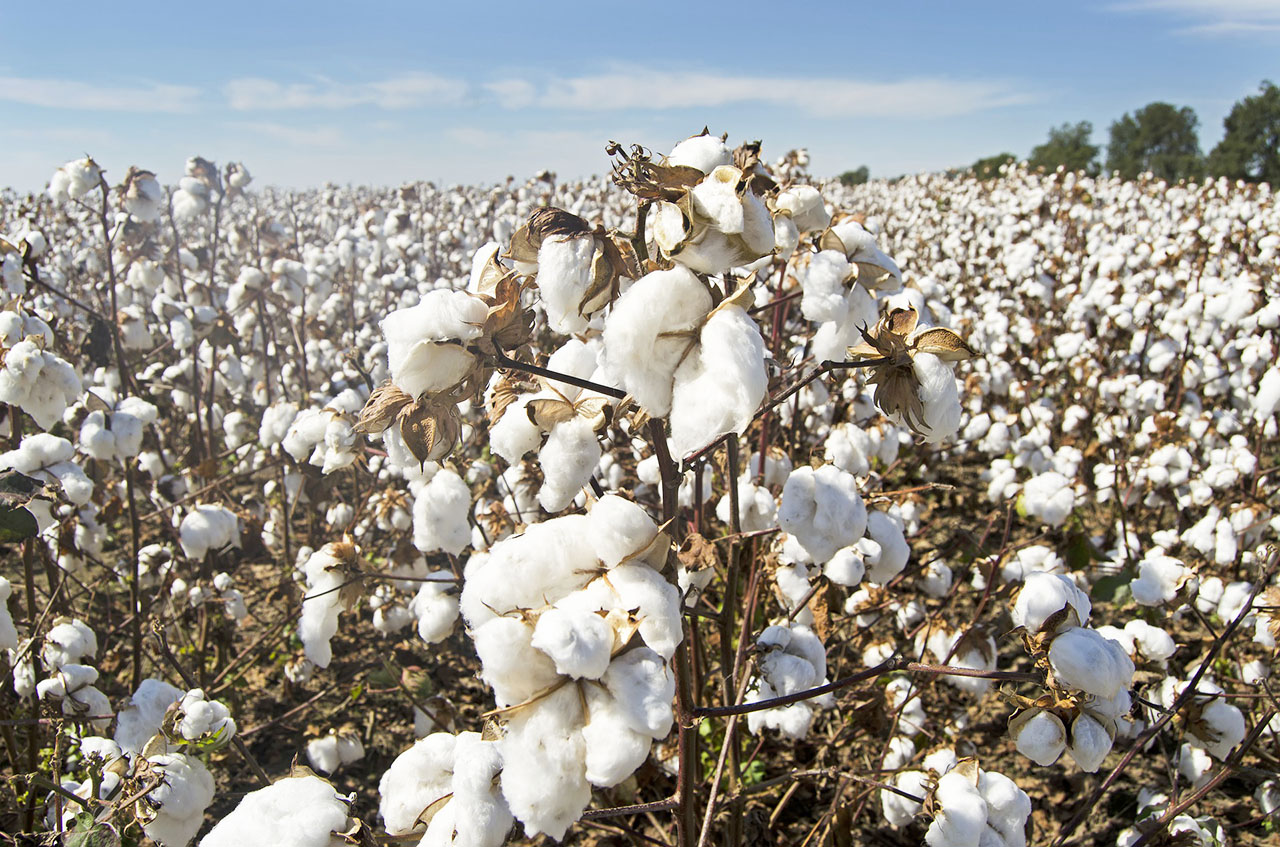 organic-cotton-オーガニックコットンとは?