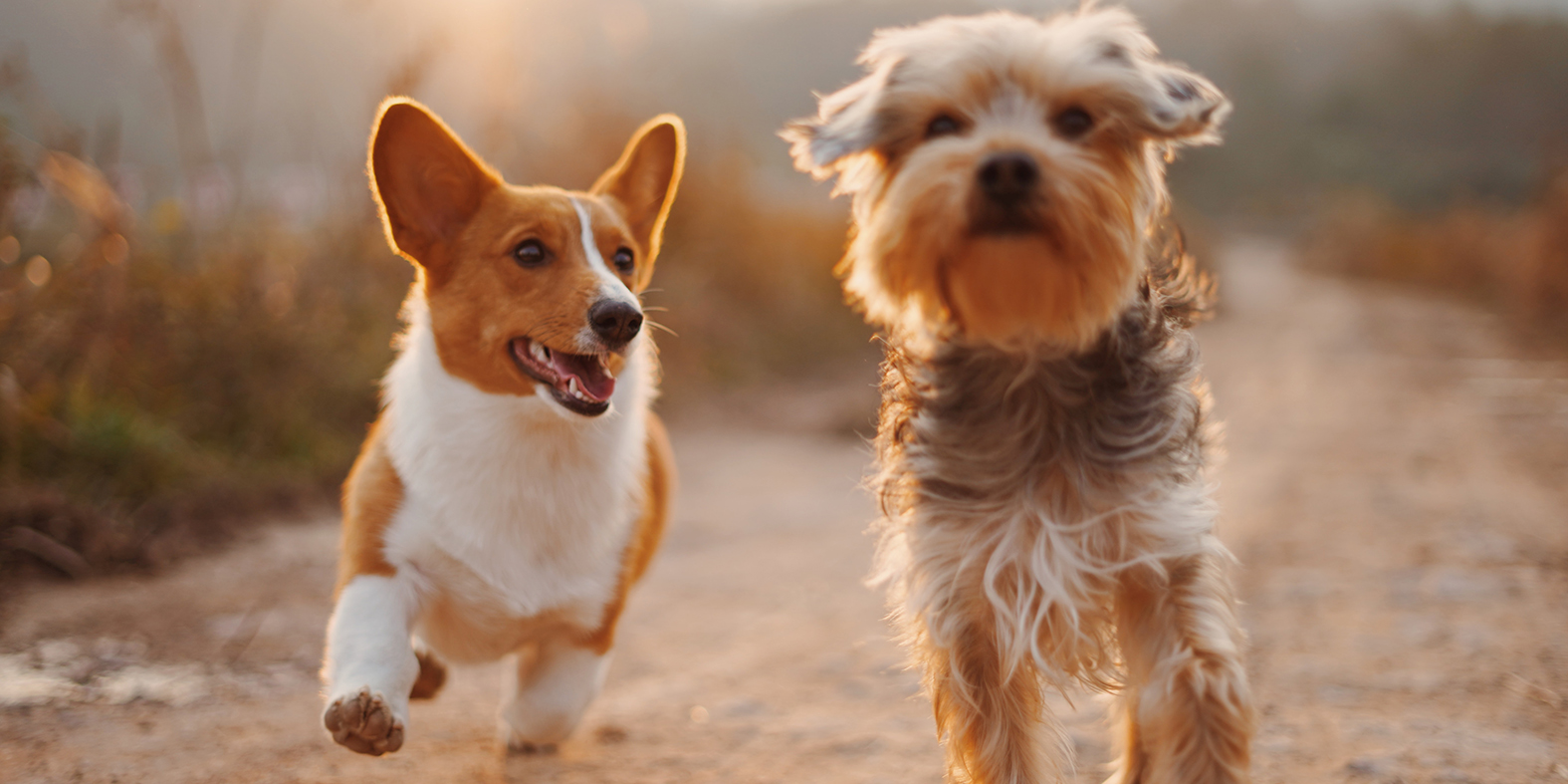 dogwear