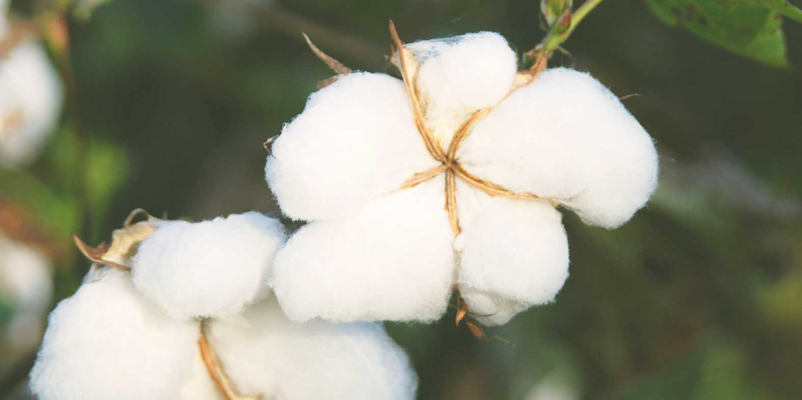 sustainable-cotton-mask