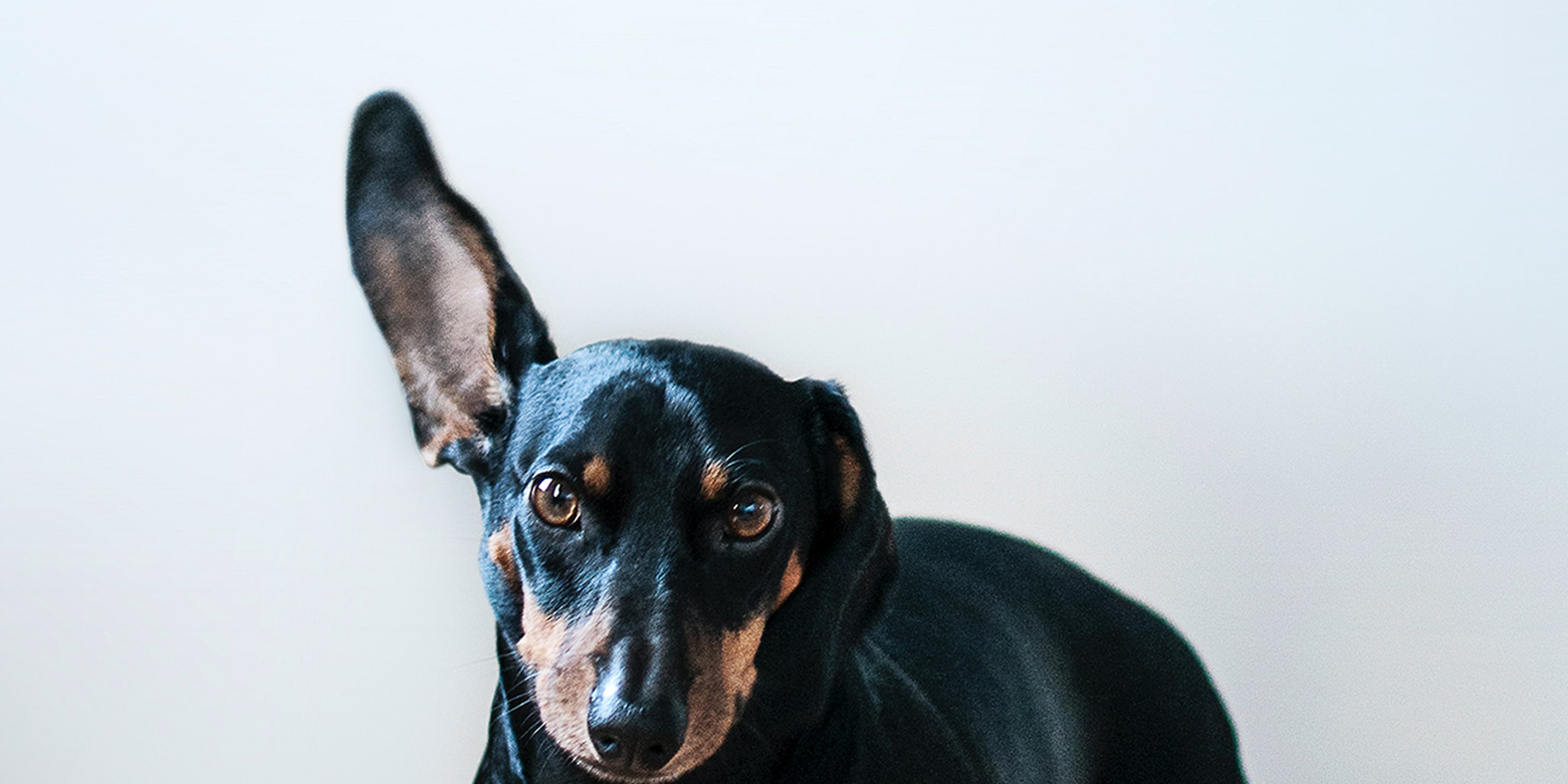 dogwear