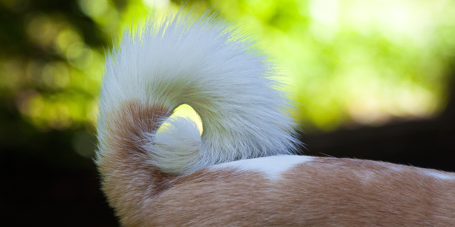dogwear