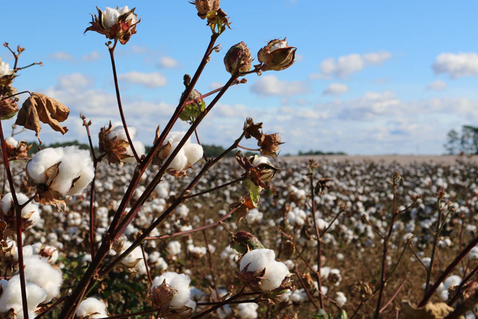 cotton