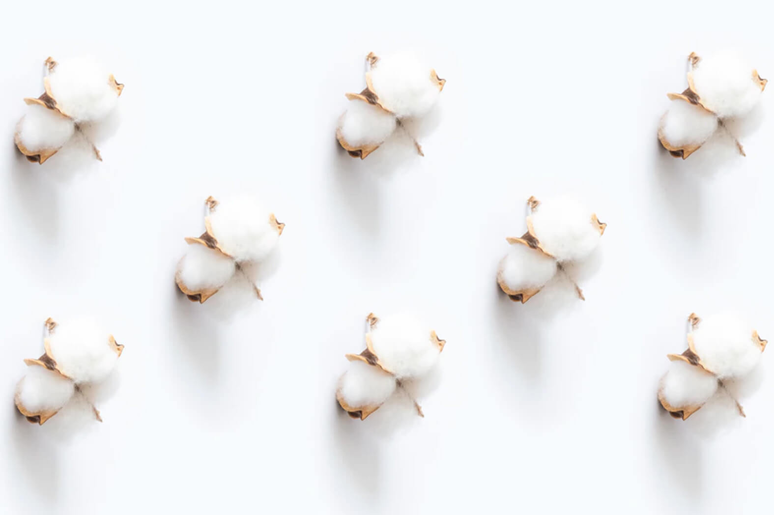 organic-cotton-オーガニックコットンとは?