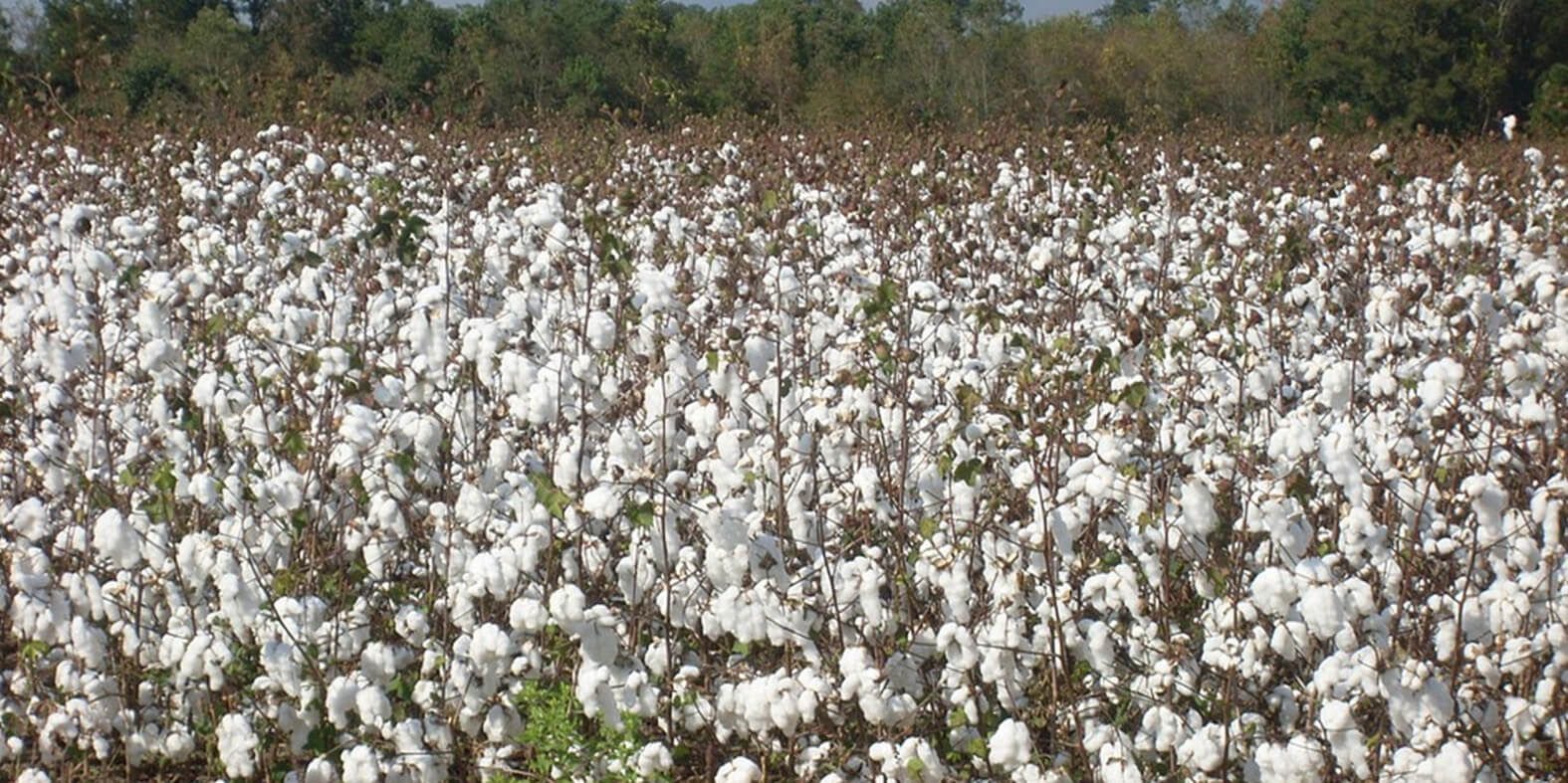 natural-fiber
