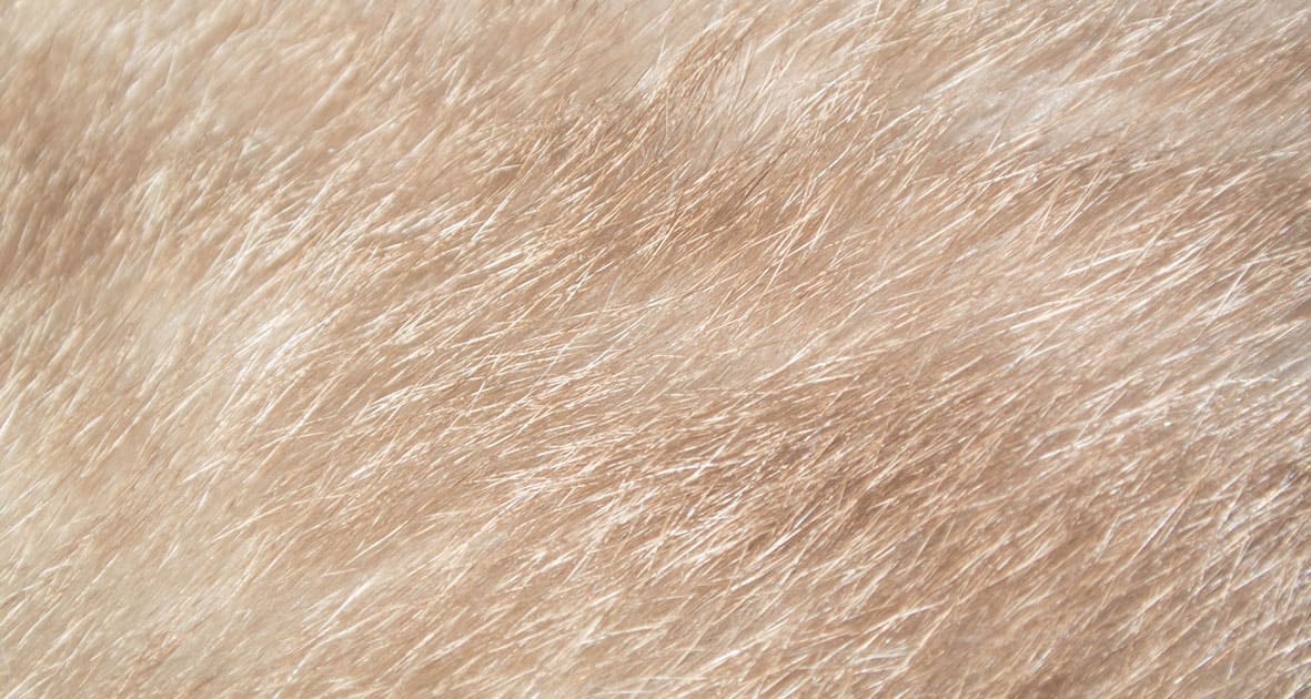 fakefur-eco