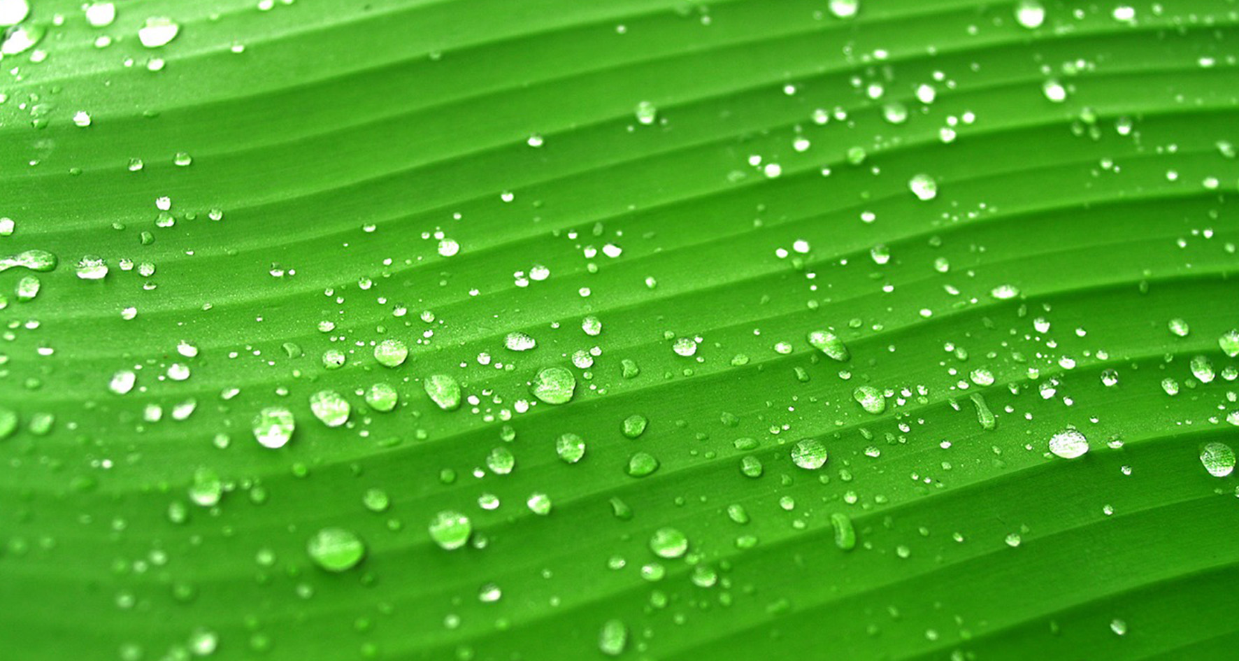 greenleaf